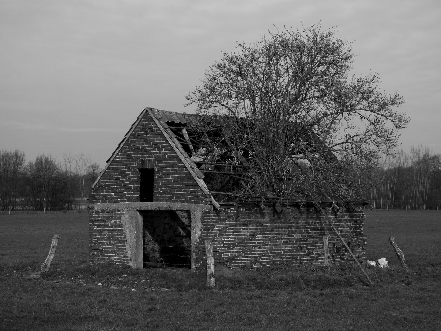 The lost Treehouse...