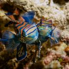 "The Lovers" Mandarinfish - Synchiropus splendidus - Mandarinfisch