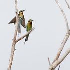 The loving couple ( Bee eater )