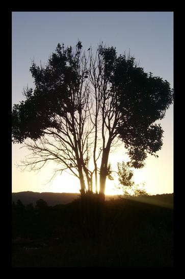 The lung trees