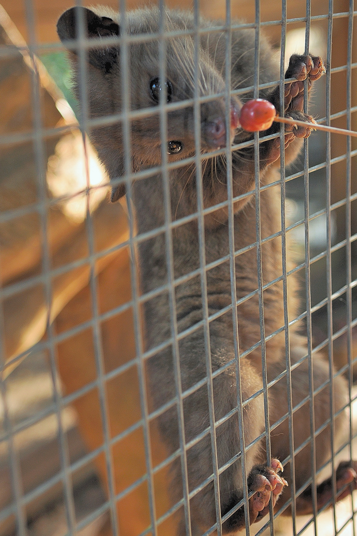 The luwak in the cage