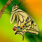 The Machaon