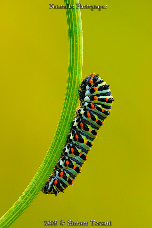 The machaon caterpillar