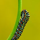 The machaon caterpillar