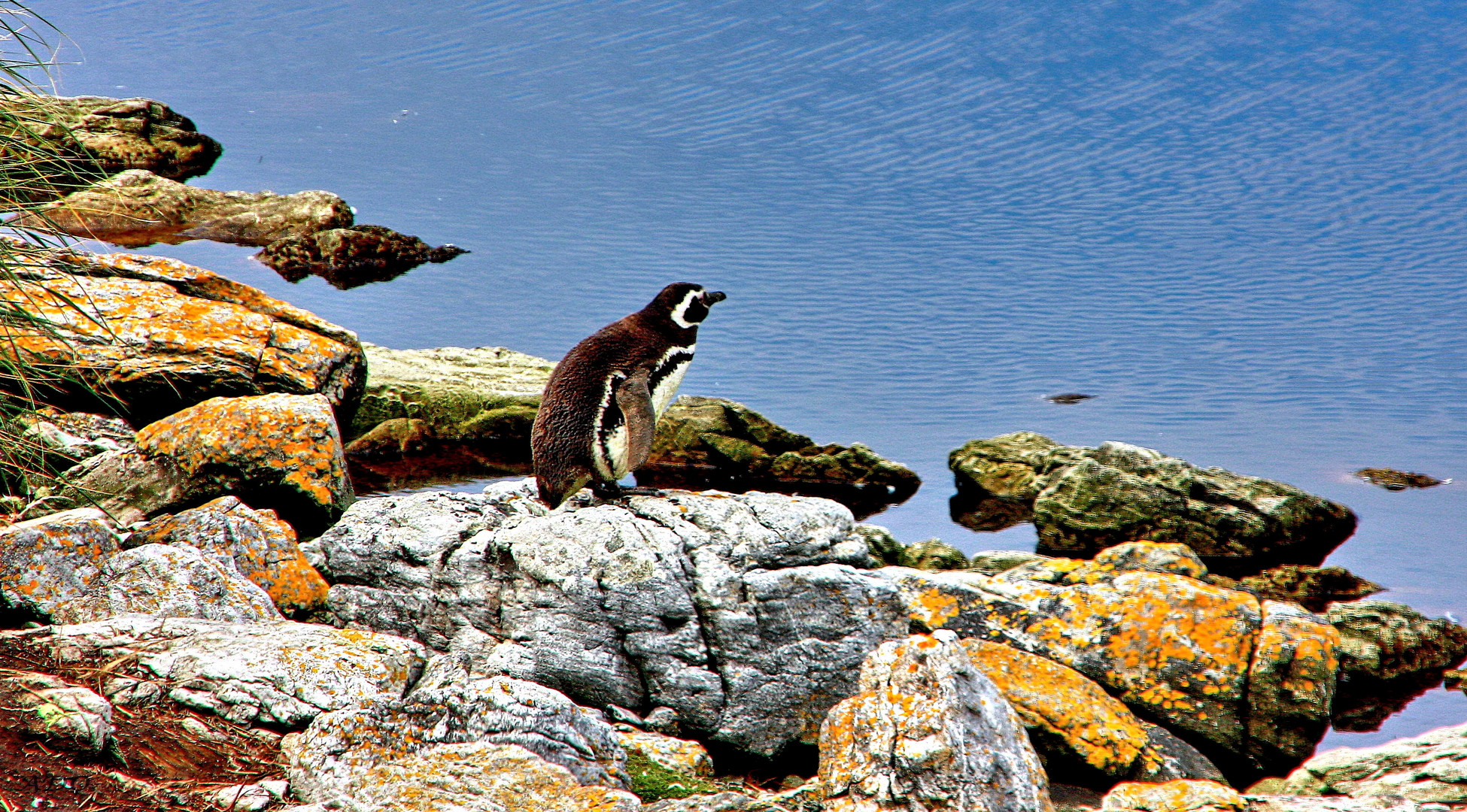 The Magellanic Penguin (2)