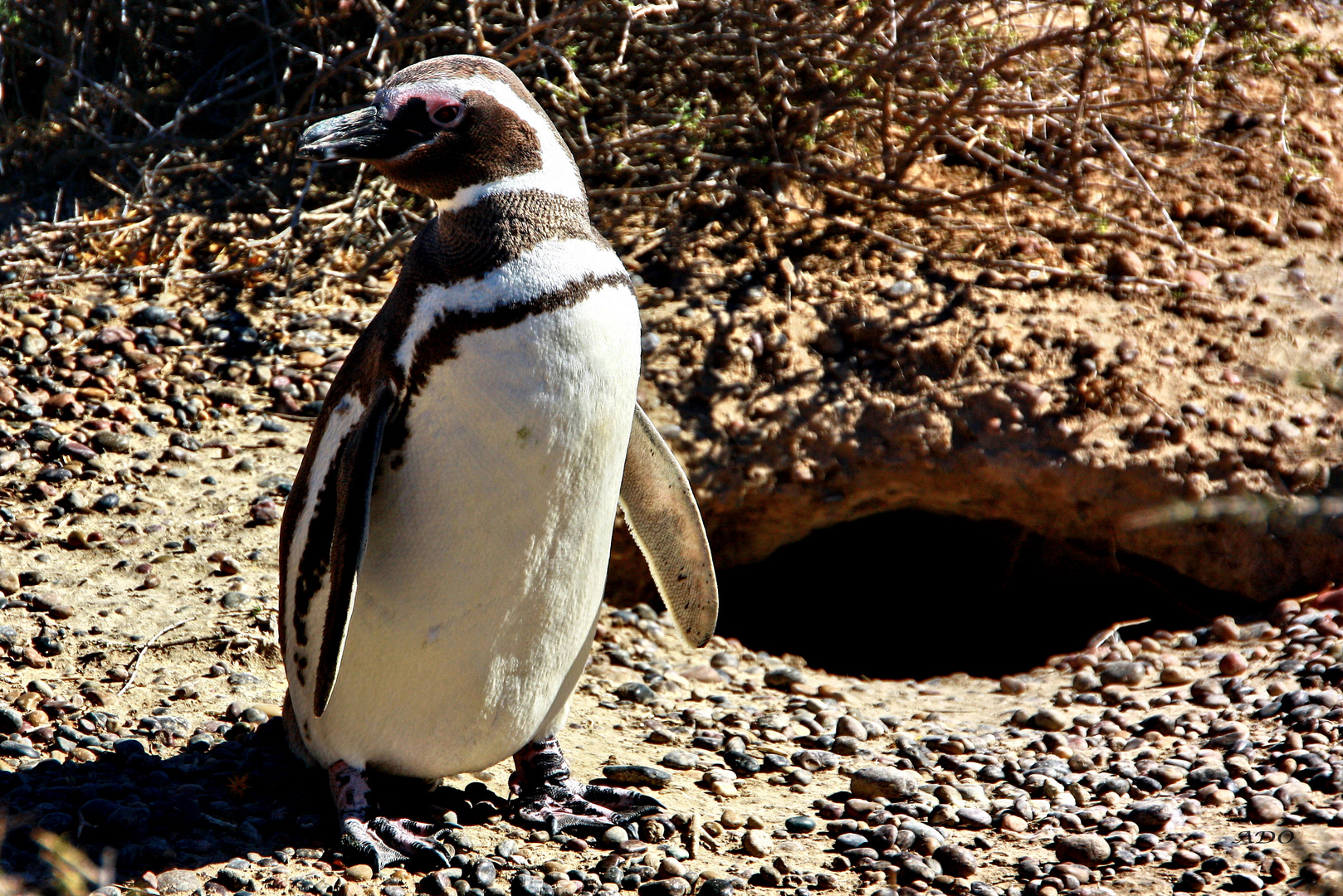 The Magellanic Penguin