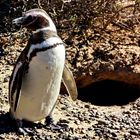 The Magellanic Penguin