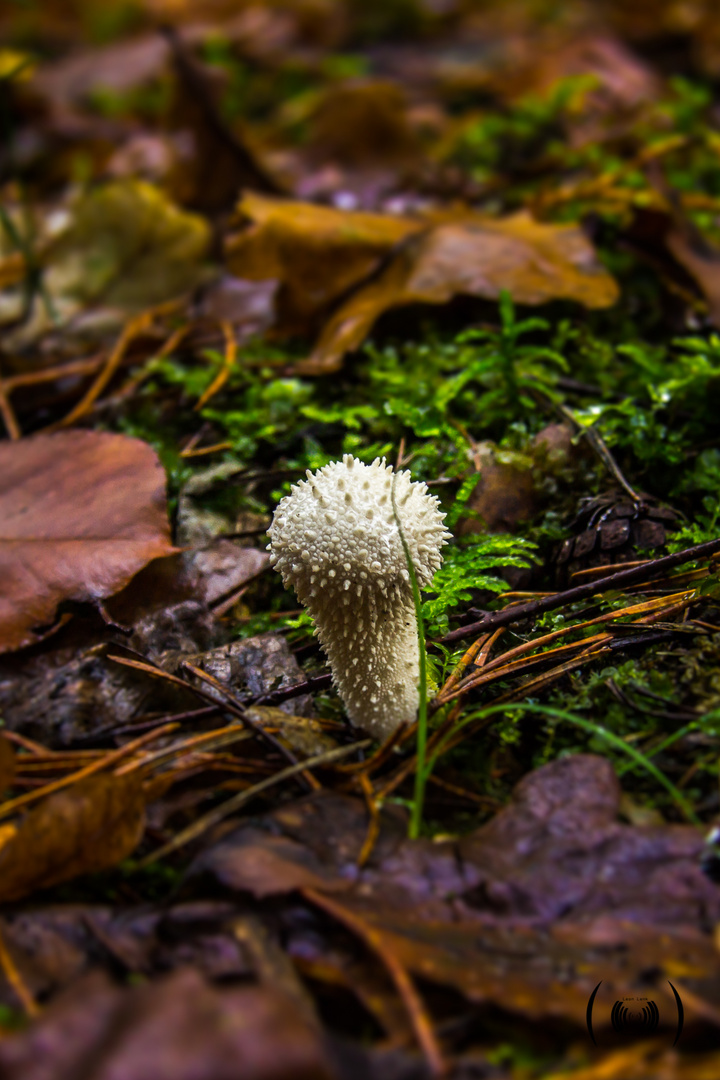 the magic mushroom ..