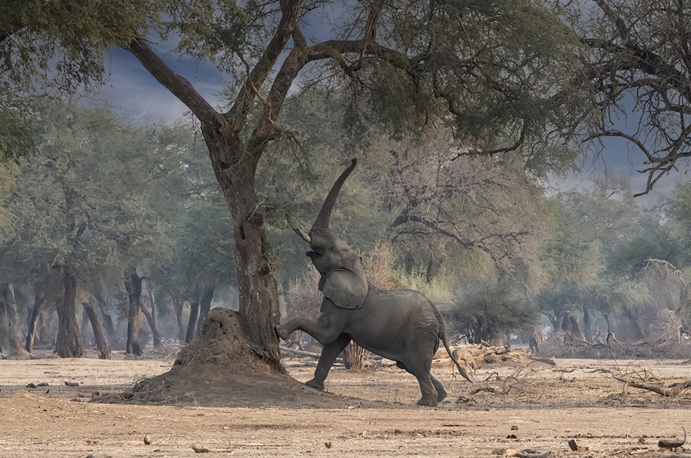 The magic of Mana Pools