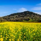 The Magic of Mustard in the Vineyards