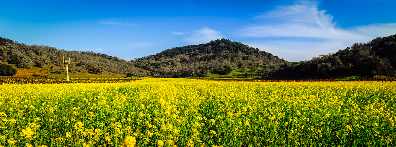 The Magic of Mustard in the Vineyards