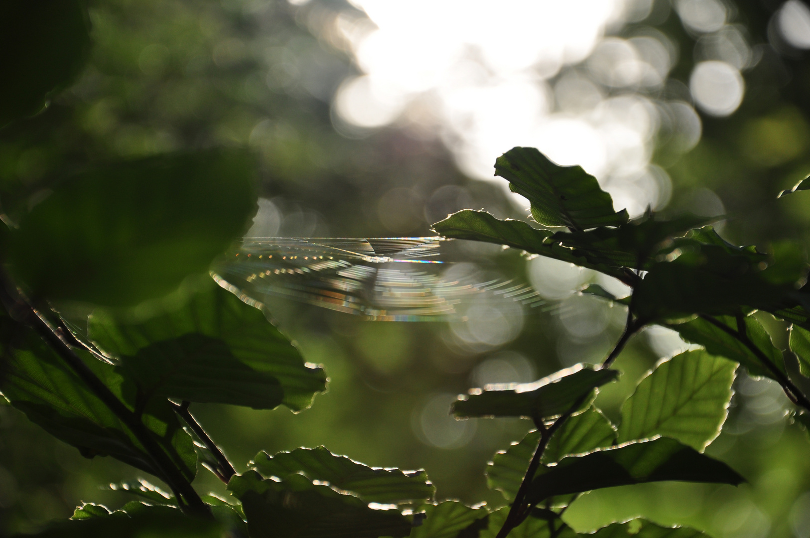 The Magic Of The Forest