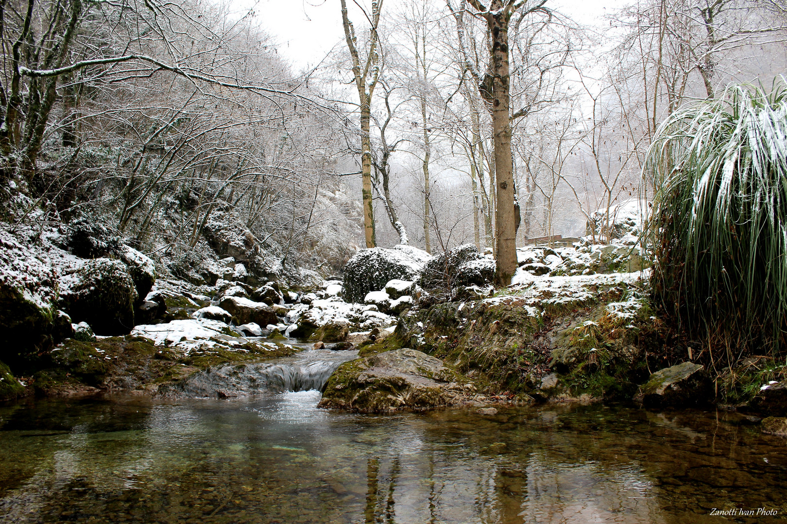 The magical forest