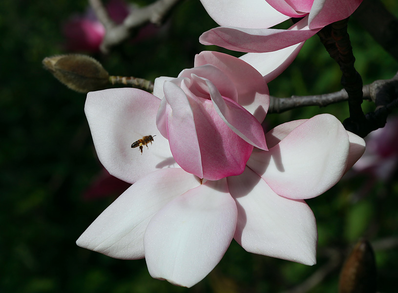 The Magnolia flower and the bee