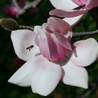 The Magnolia flower and the bee