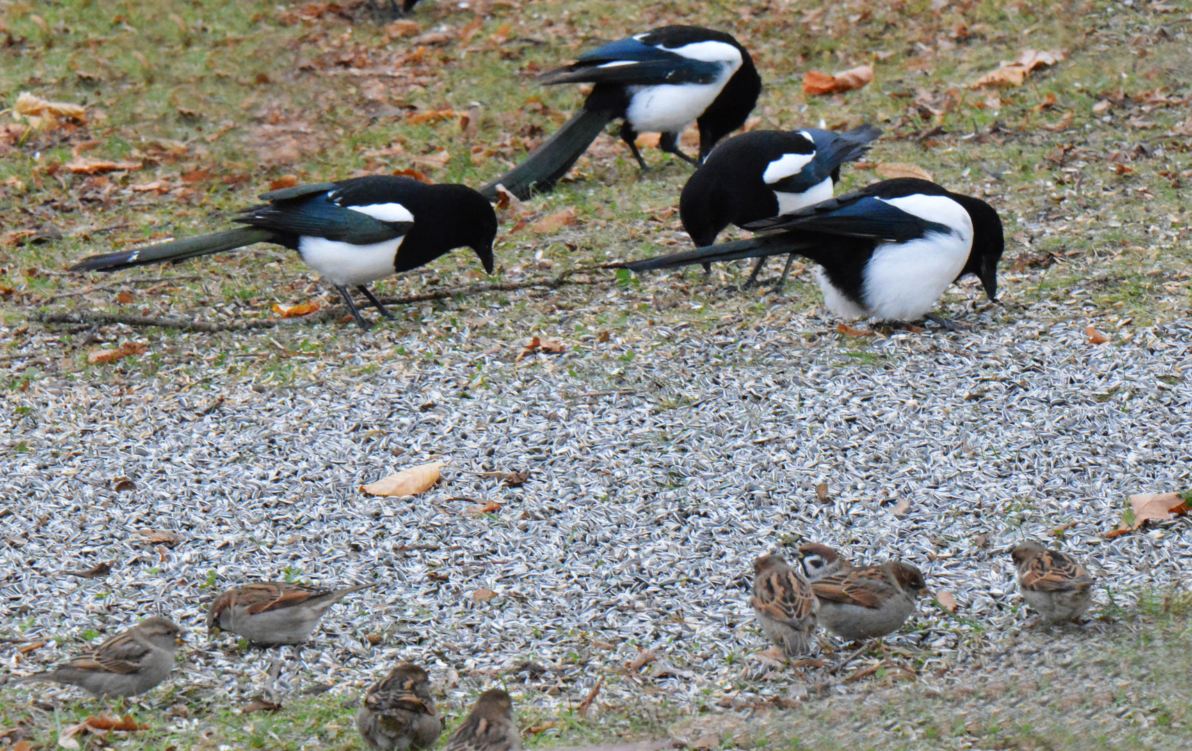 The magpies and sparrows