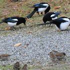 The magpies and sparrows