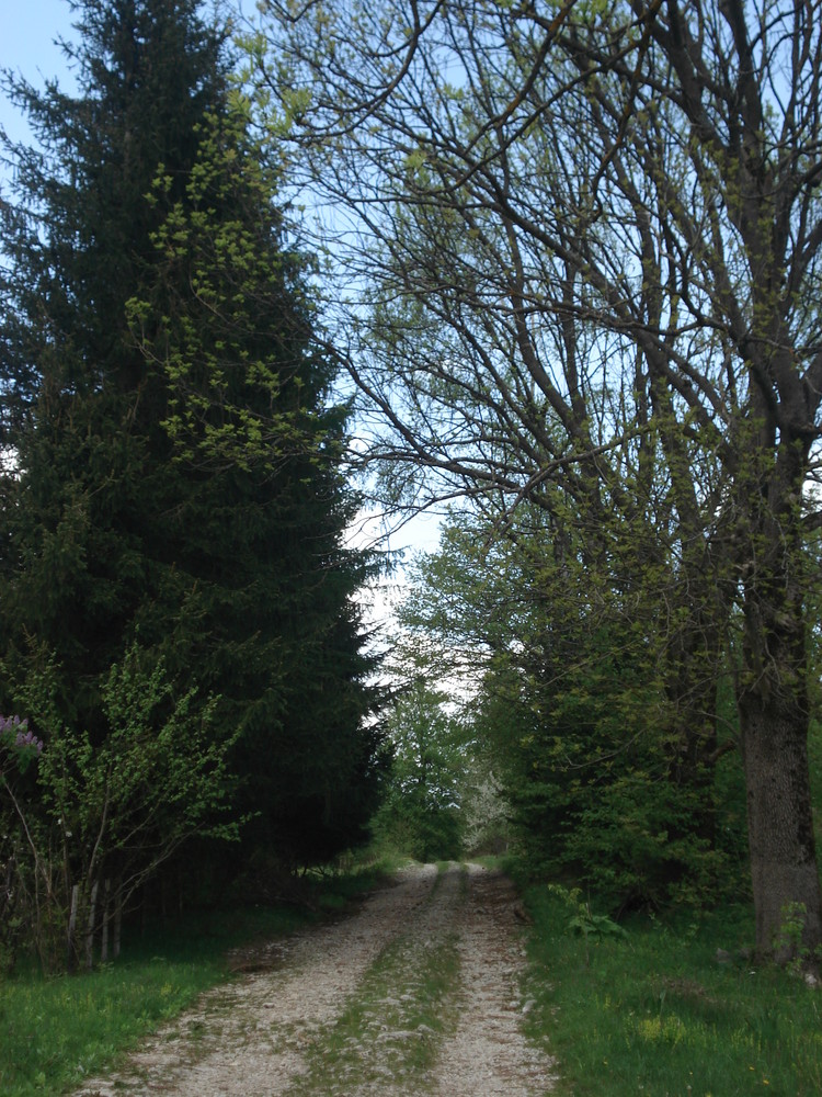 the main street in Risovac