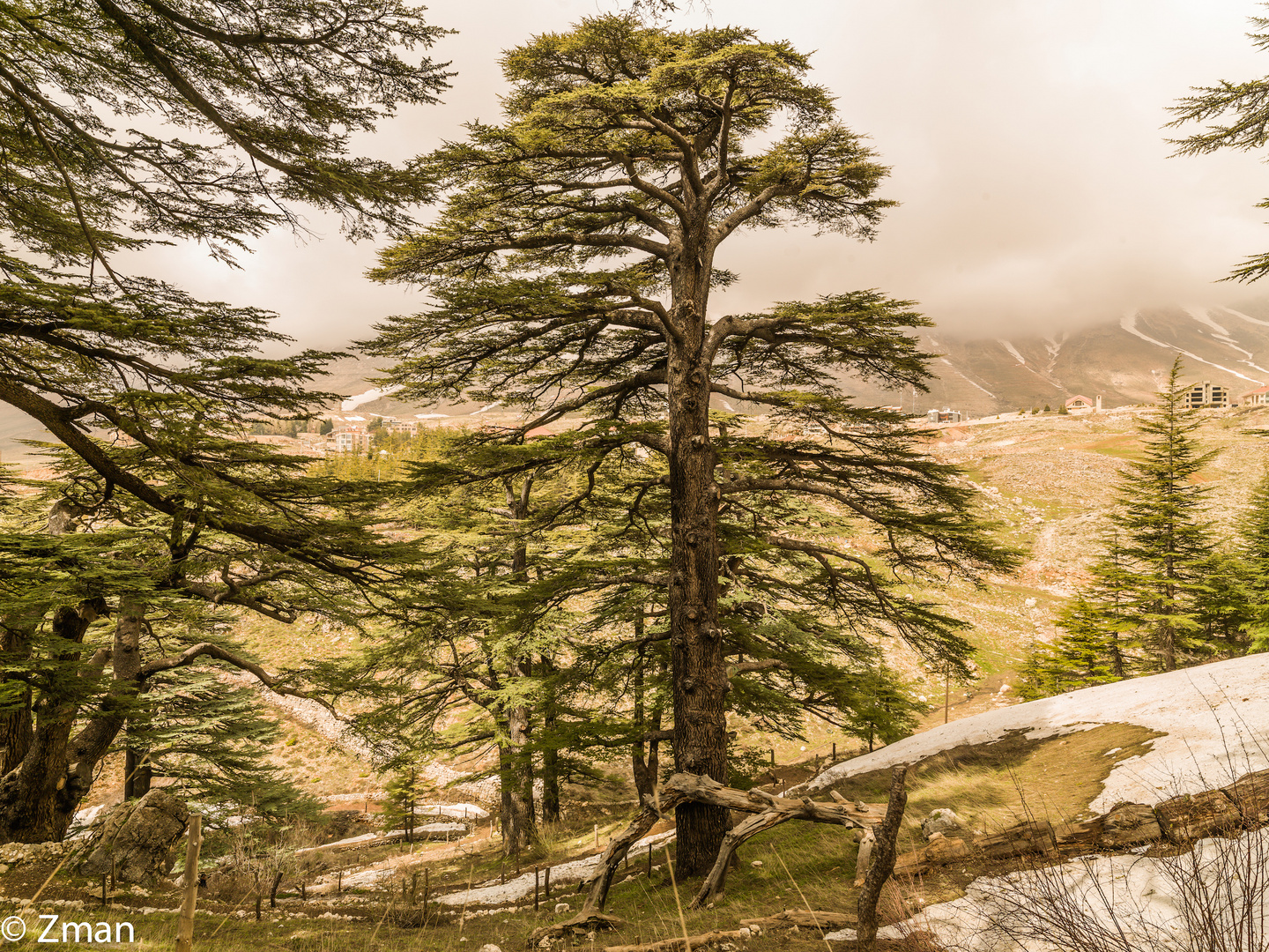 The Majestic Cedars Of Lebanon 05 photo & image plants, fungi