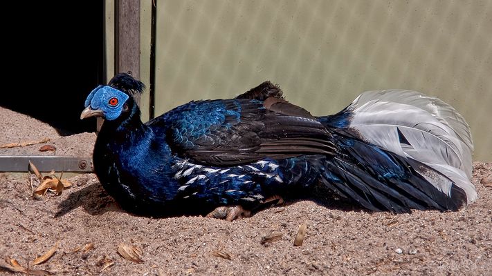 The Malayan Crested Fireback