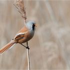 The male Bearded reedling