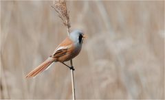 The male Bearded reedling