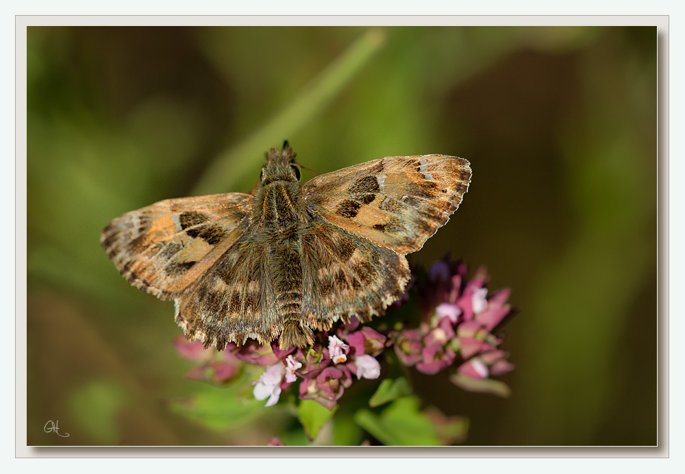 The Mallow Skipper (Carcharodus alceae) - Malven Dickkopffalter