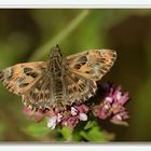 The Mallow Skipper (Carcharodus alceae) - Malven Dickkopffalter