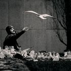 The Man and the Birds