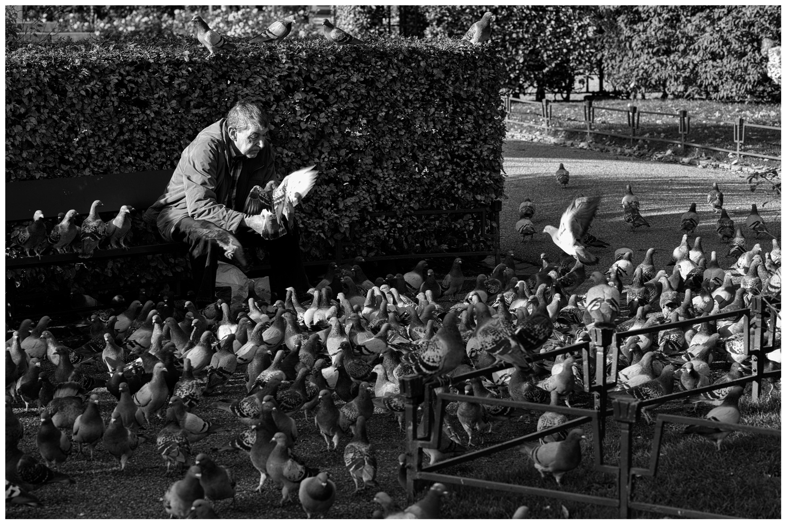 The man and the pigeons