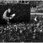 The man and the pigeons