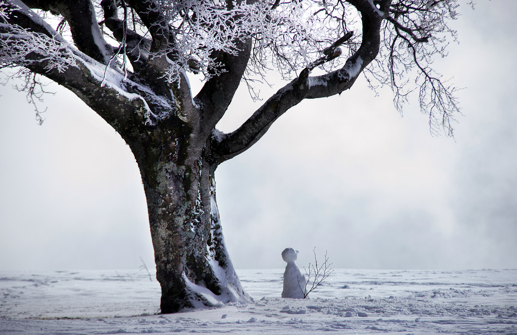 the man and the tree