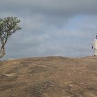 The man and the tree