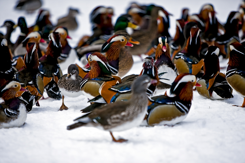 The Mandarin Ducks