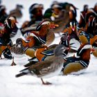 The Mandarin Ducks