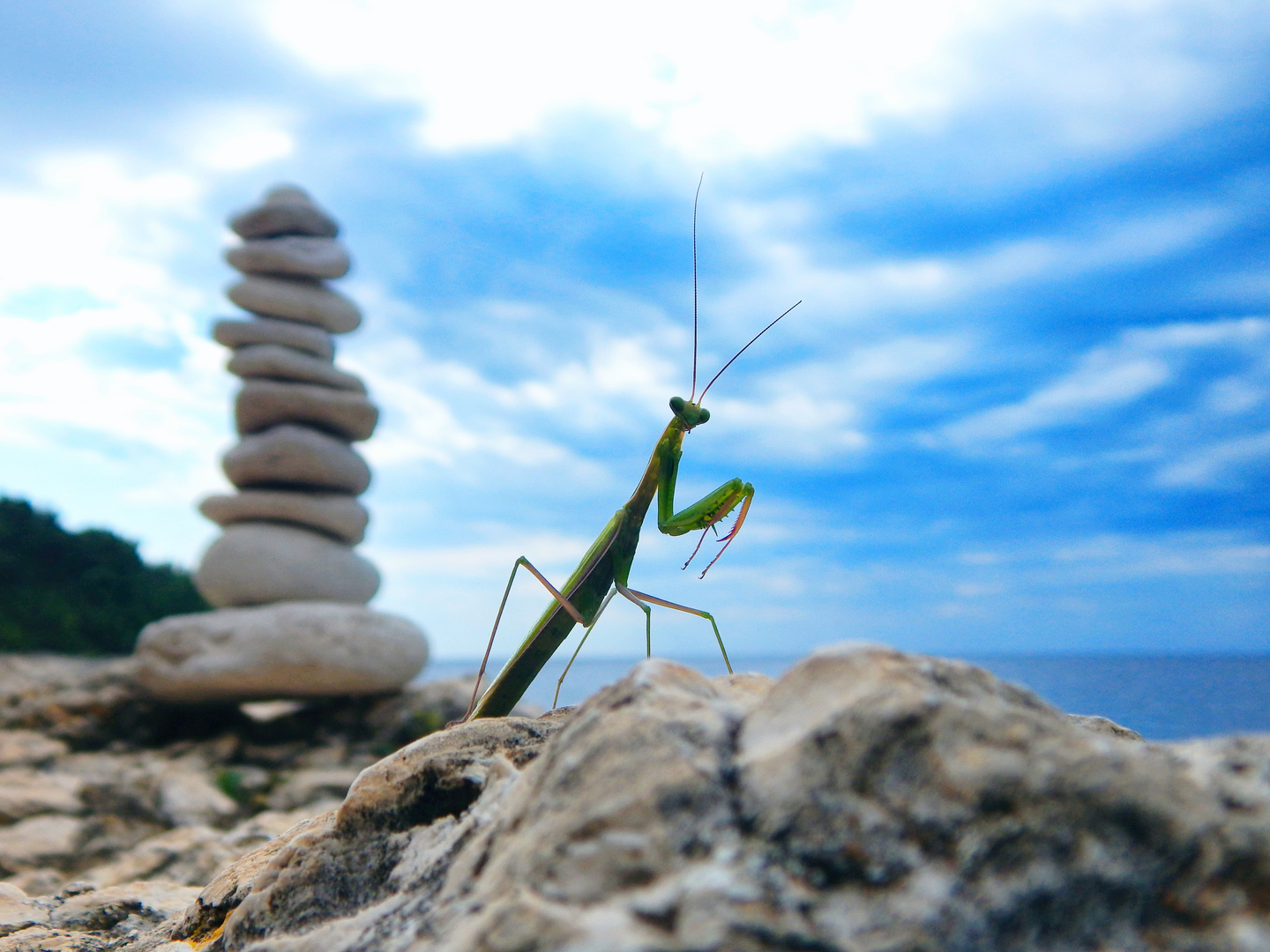 The Mantis and the stones