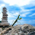 The Mantis and the stones