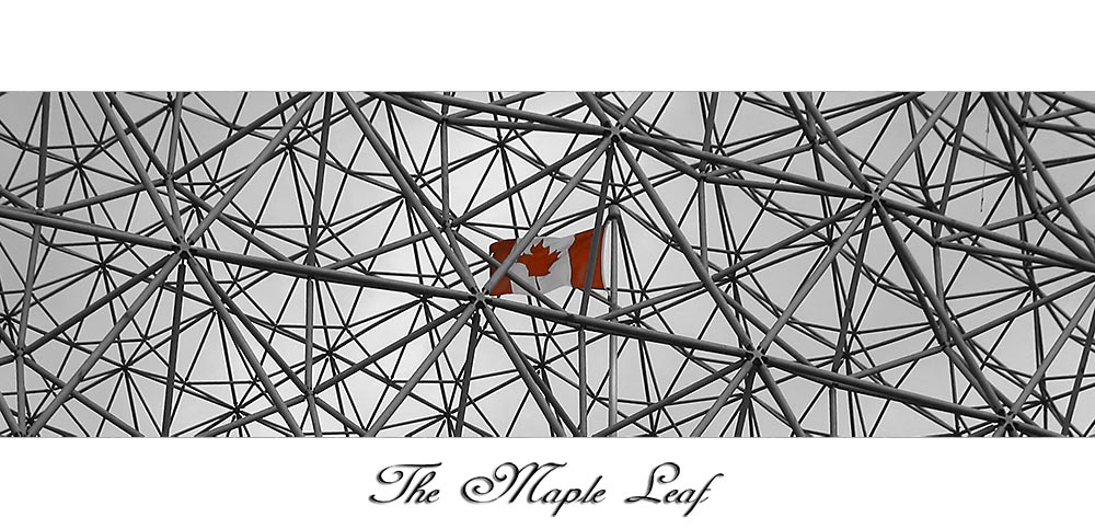 The Maple Leaf