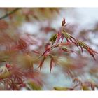 the maple tree_02