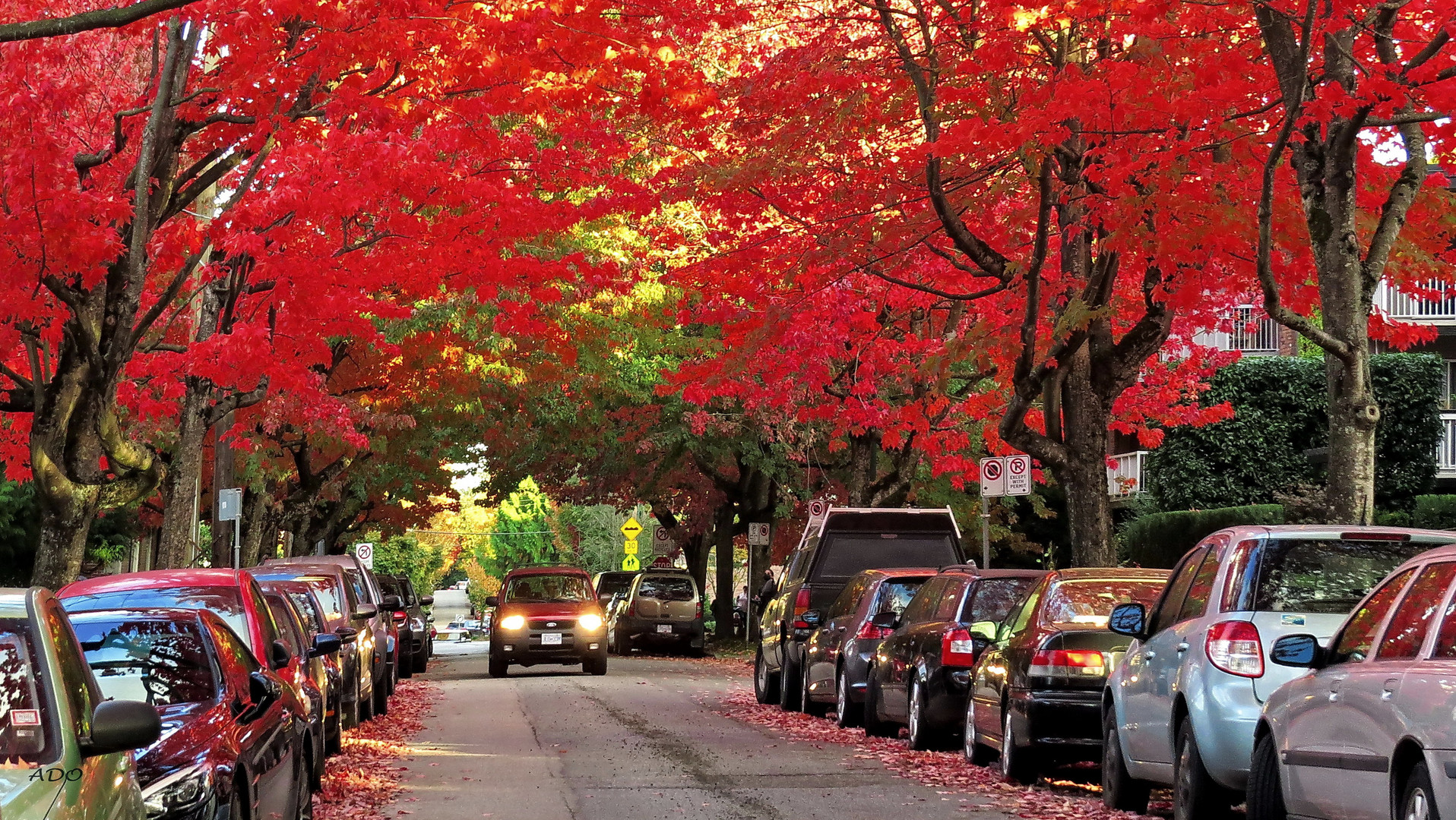 The Maples on 11th Avenue