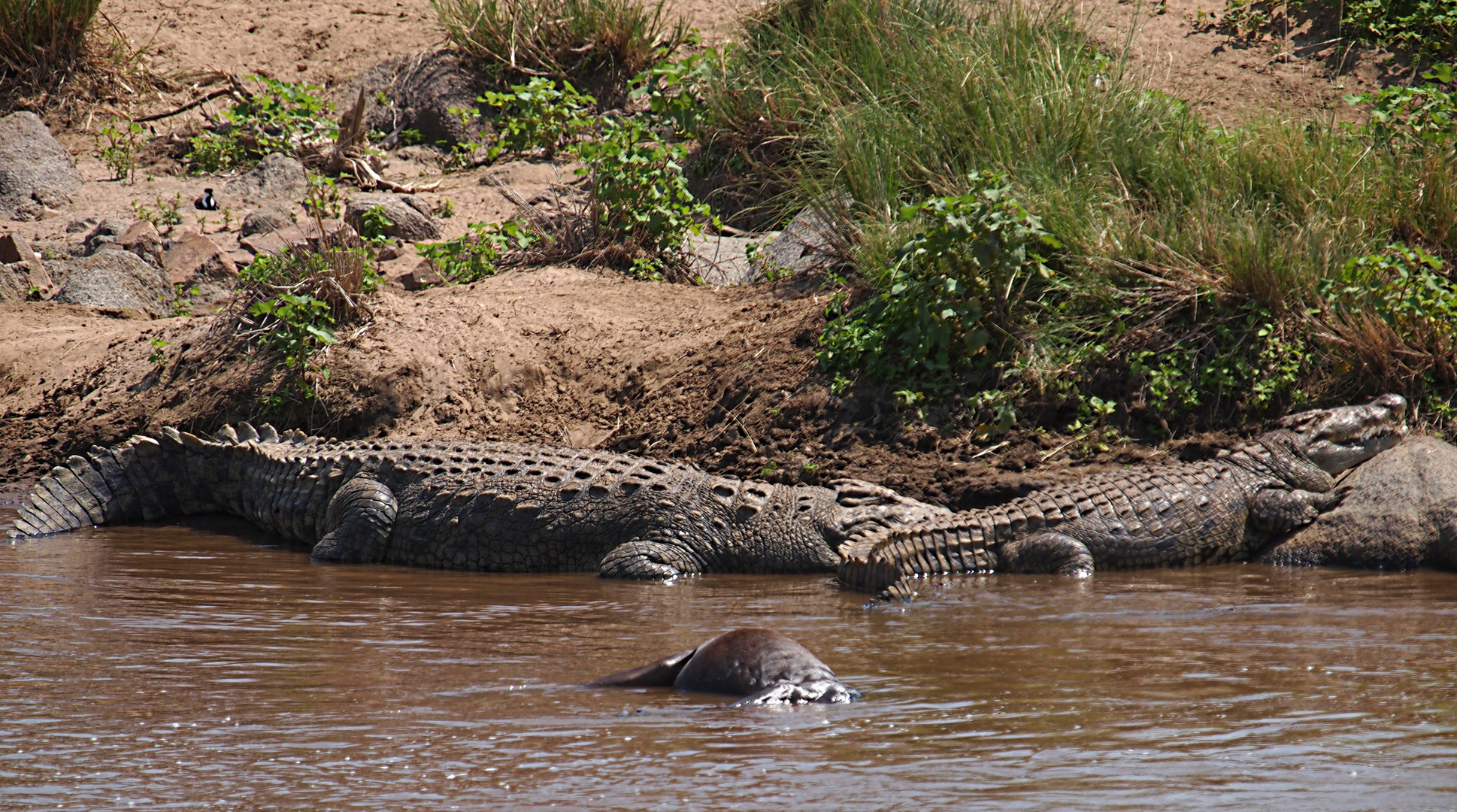 the mara killers