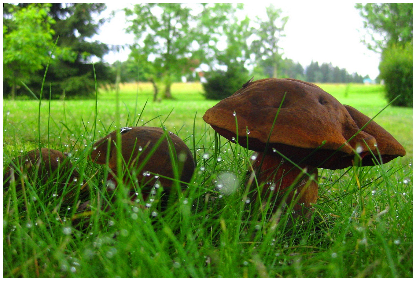 The march of the mushrooms