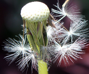 The Marilyn Munroe of The Plant World