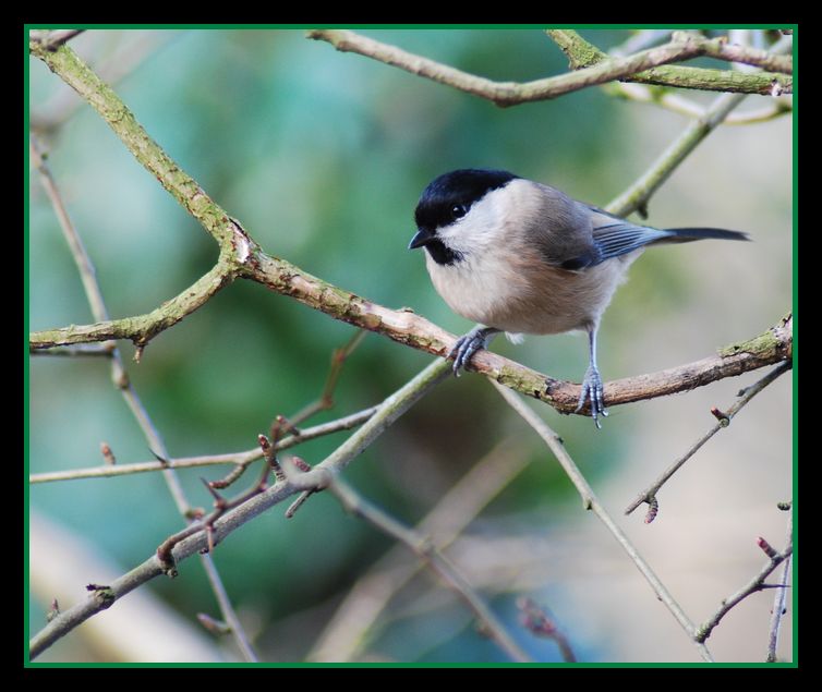 The Marsh tit