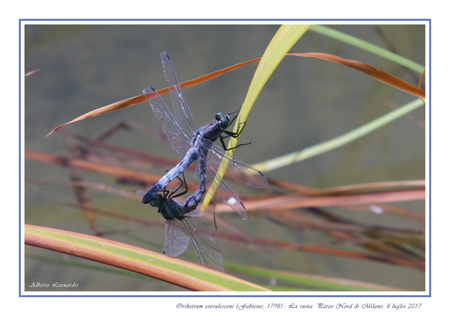 The mating season - La stagione degli amori