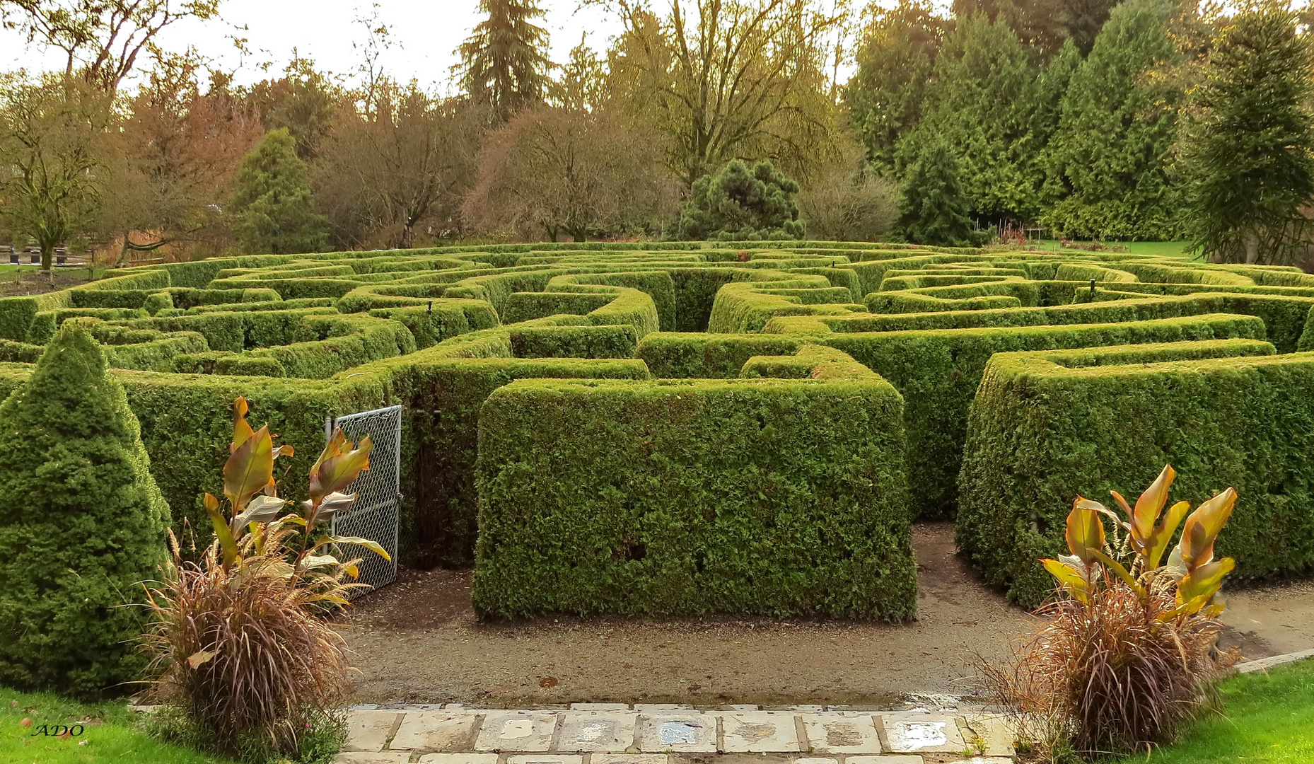 The Maze