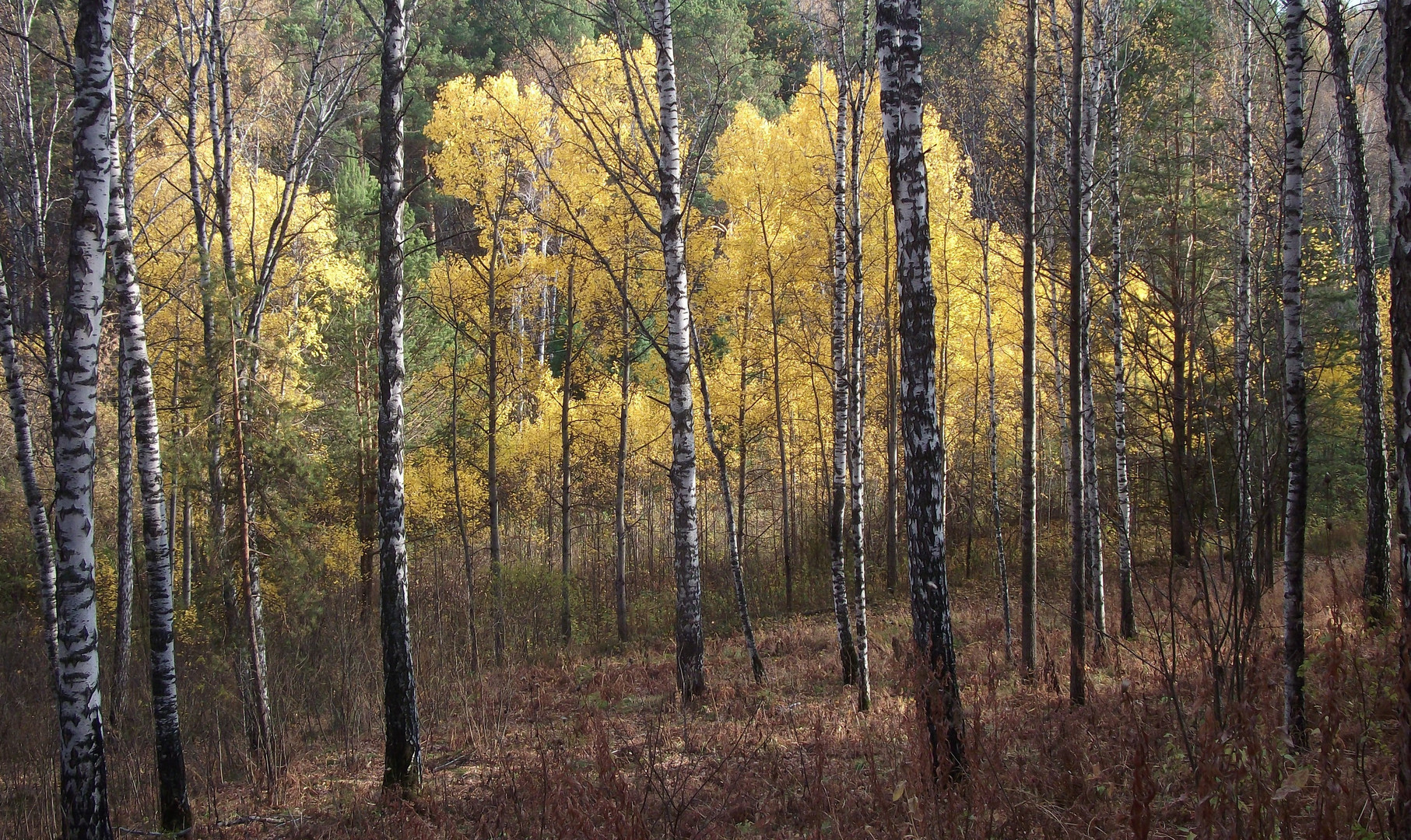 The measure of life is autumn...Das Maß des Lebens - Herbst...