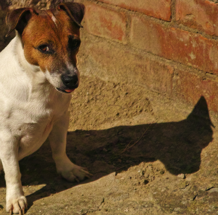 the mechanic's dog