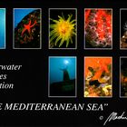 "The Mediterranean Sea" Underwater Picture Collection