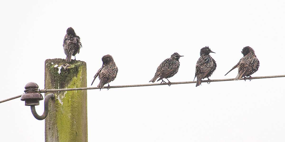 The meeting of the starlings